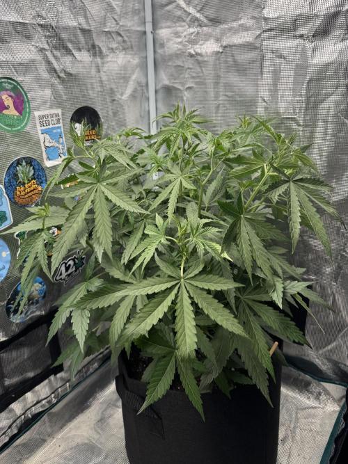 BLACK ORCHID AUTO. Week 4