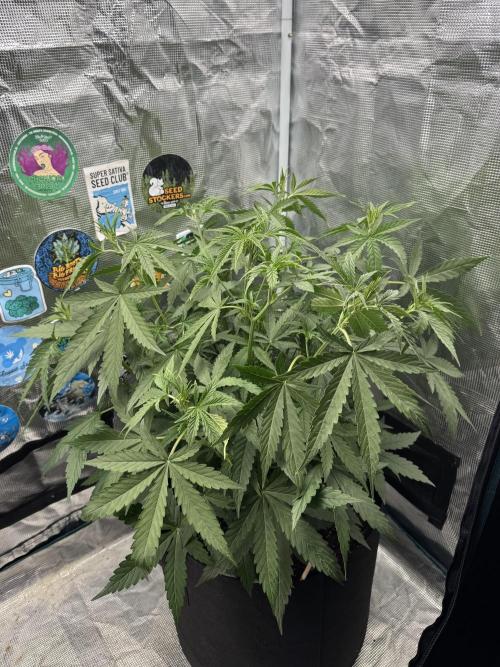 BLACK ORCHID AUTO. Week 4