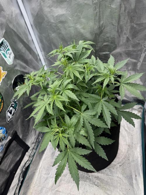 GIGABRAIN AUTO. Week 4