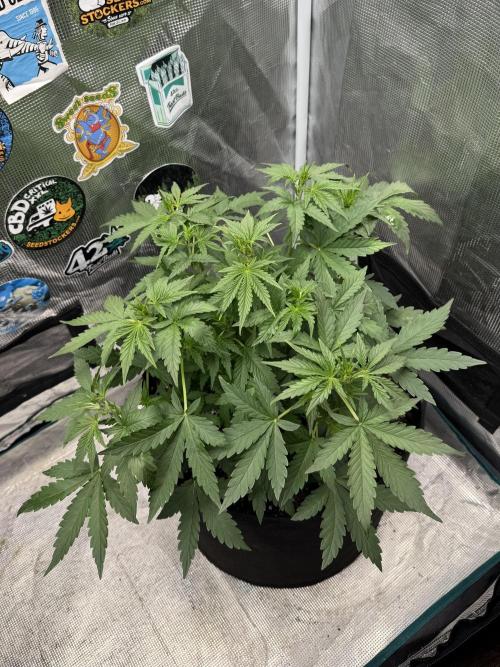 GIGABRAIN AUTO. Week 4