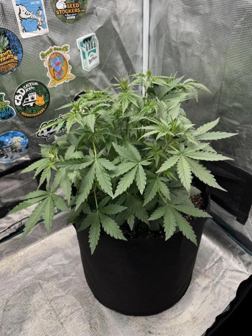 GIGABRAIN AUTO. Week 4