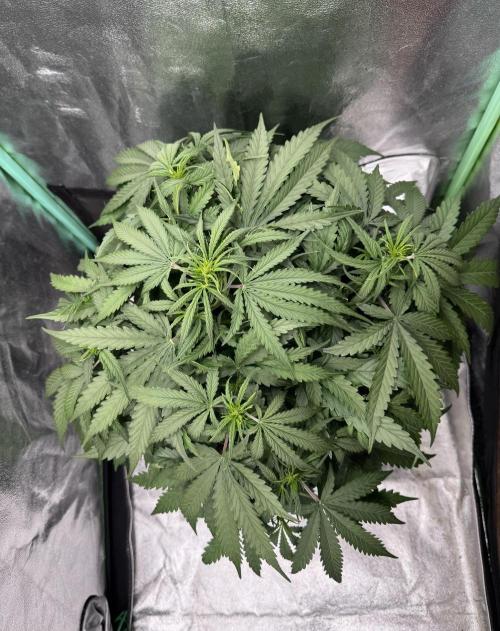 Frozen BLACK CHERRY AUTO. Week 4
