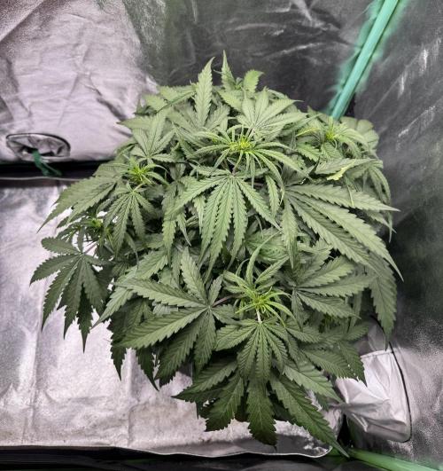 Frozen BLACK CHERRY AUTO. Week 4