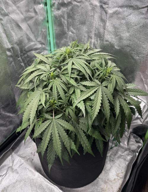 Frozen BLACK CHERRY AUTO. Week 4