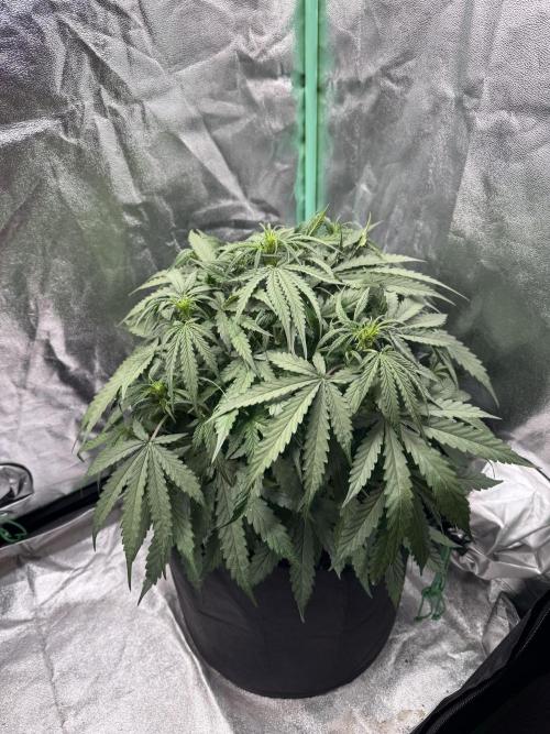 Frozen BLACK CHERRY AUTO. Week 4