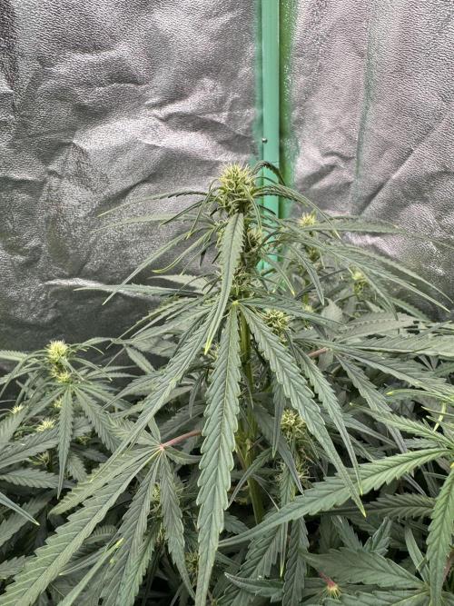 Frozen BLACK CHERRY AUTO. Week 5