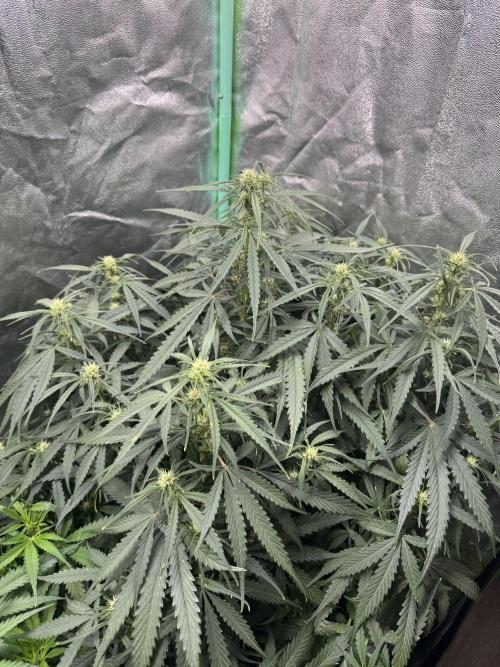 Frozen BLACK CHERRY AUTO. Week 5