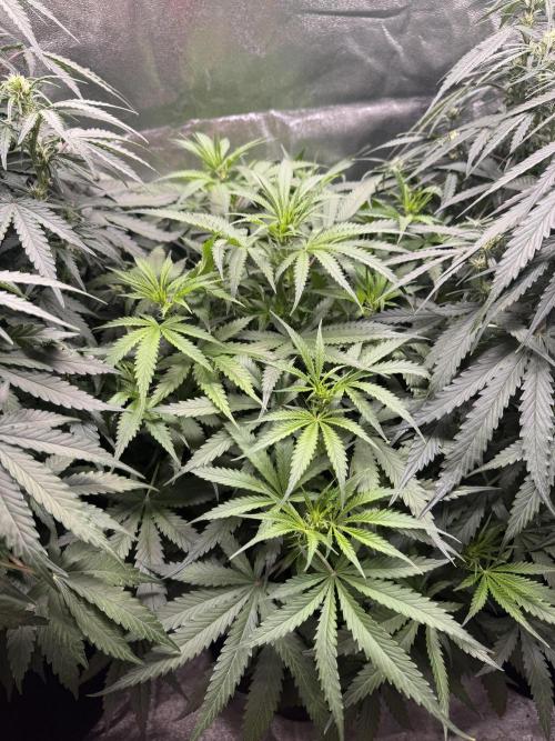 GIGABRAIN AUTO. Week 5