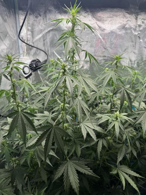BLACK ORCHID AUTO. Week 5