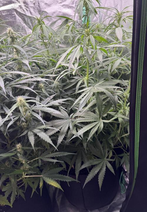 GIGABRAIN AUTO. Week 6