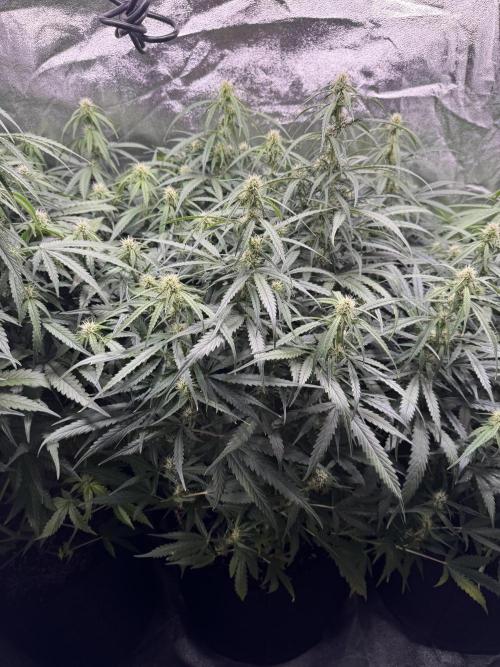 Frozen BLACK CHERRY AUTO. Week 6