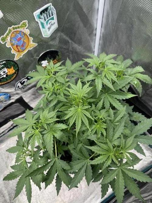 GIGABRAIN AUTO. Week 4
