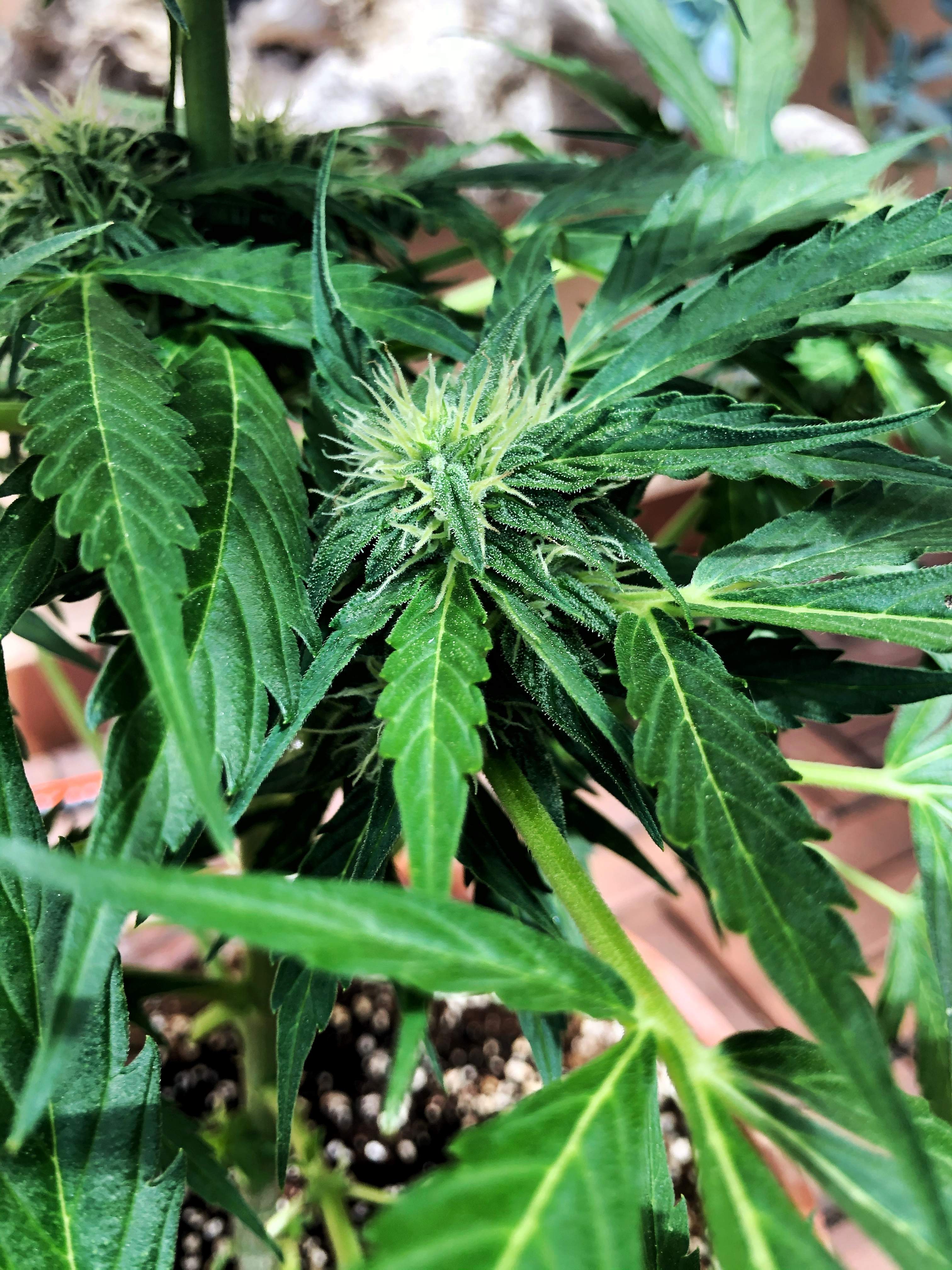 Sweet Seeds Cream Mandarine XL Auto® grow diary (journal) week7 by