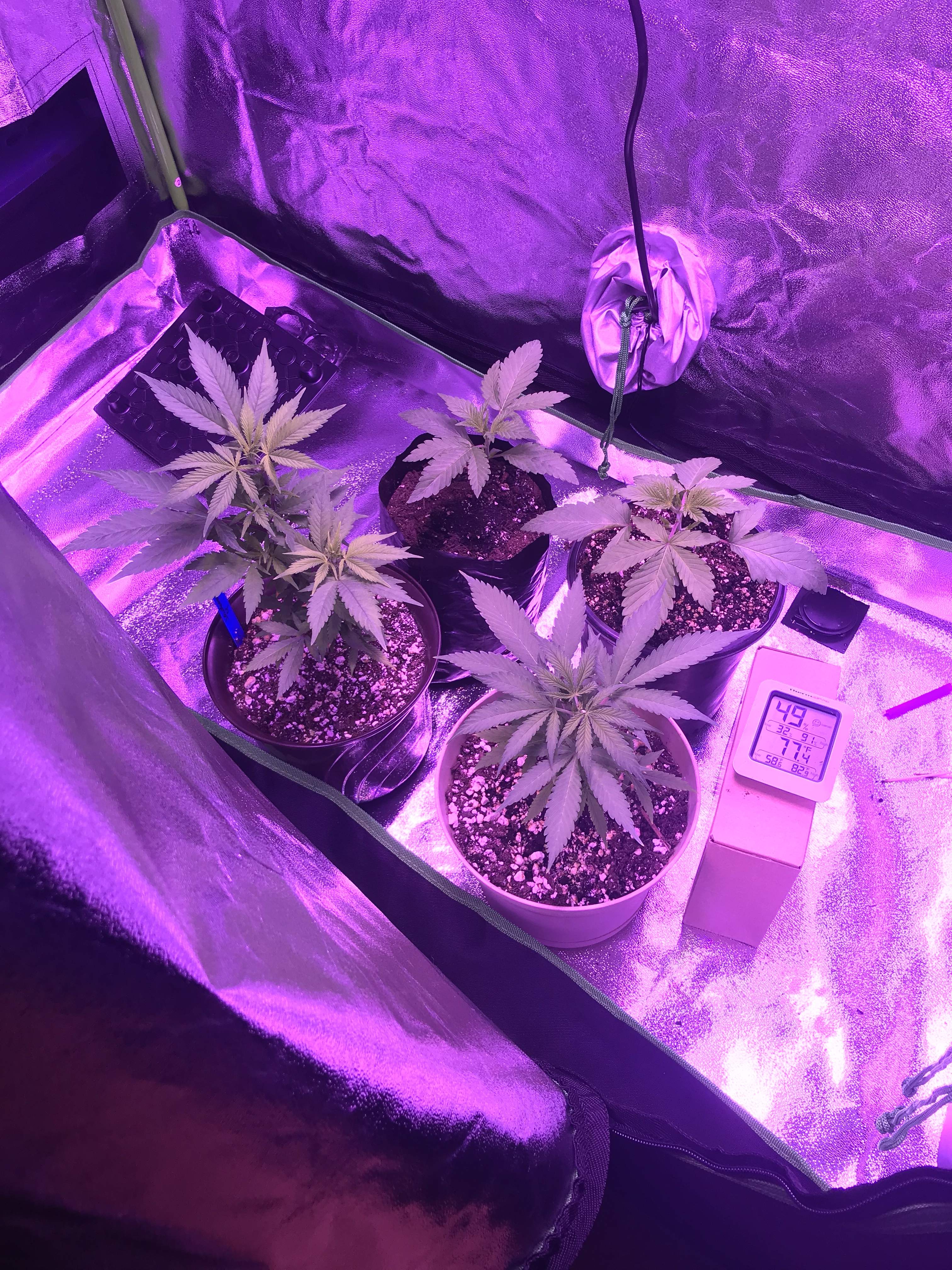 Green Crack, Critical Super Silver Haze, Jawbreaker 47 grow diary