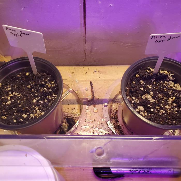 ALIEN Genetic Grow. Week 1