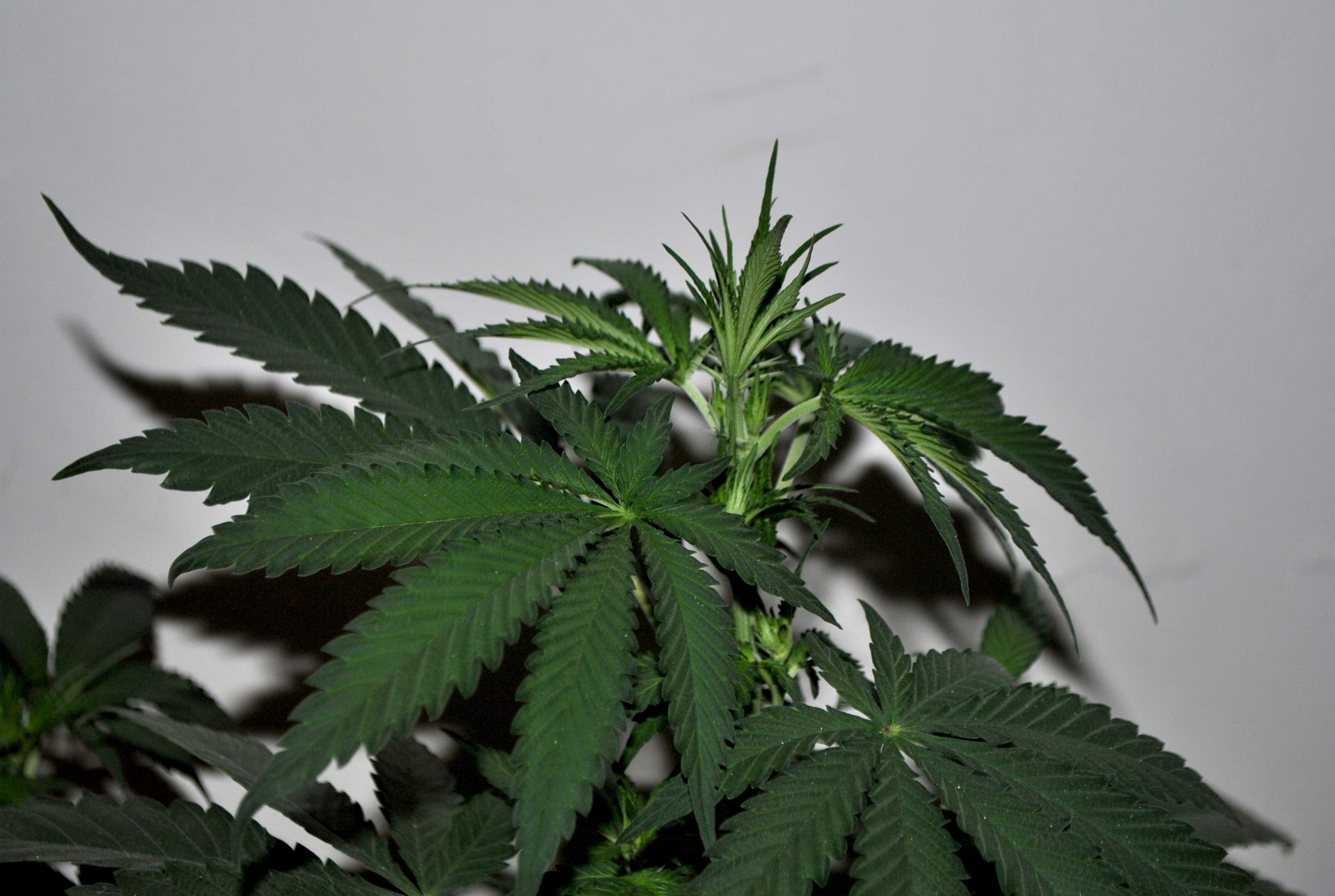 White Label Purple Bud grow diary (journal) week7 by Nebrazka GrowDiaries