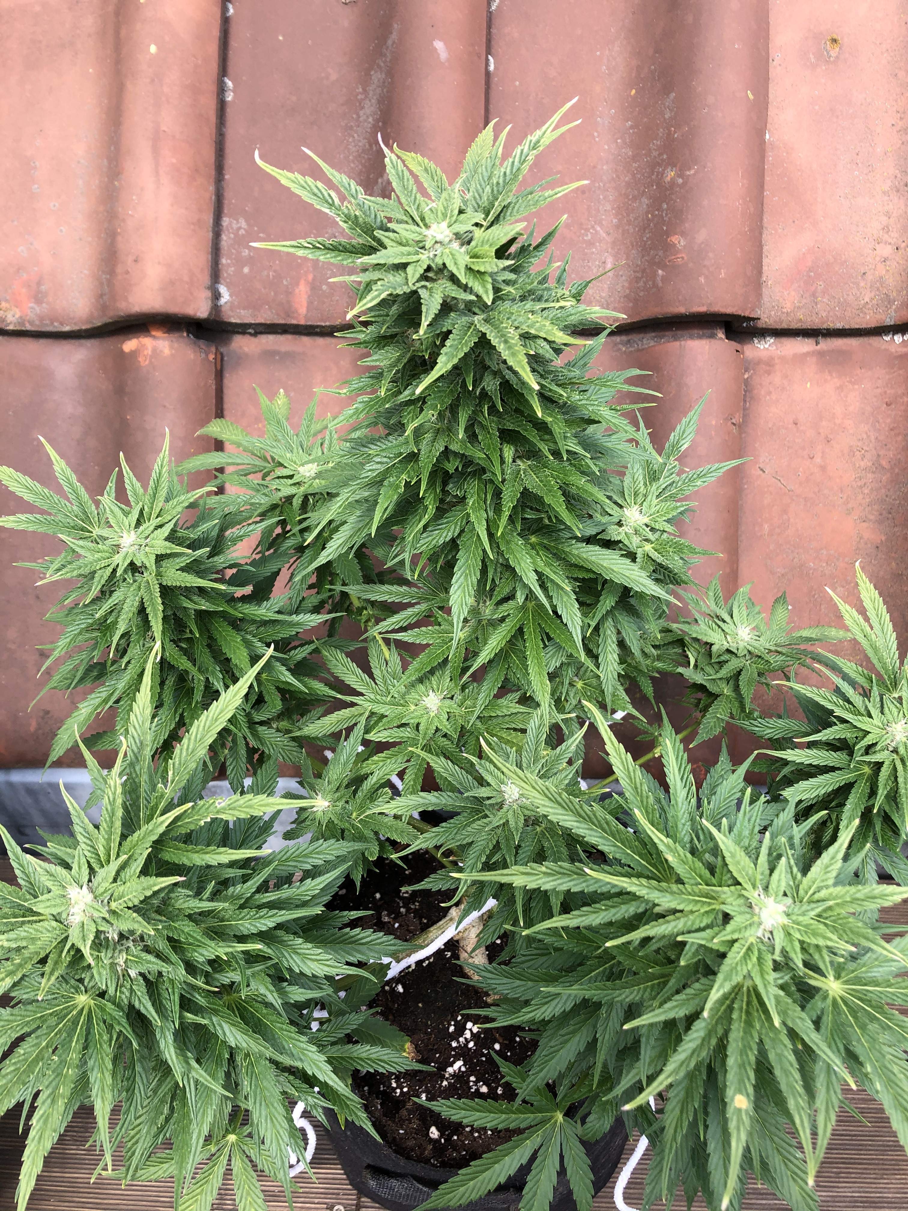 Dutch Passion Auto Banana Blaze grow diary (journal) week9 by
