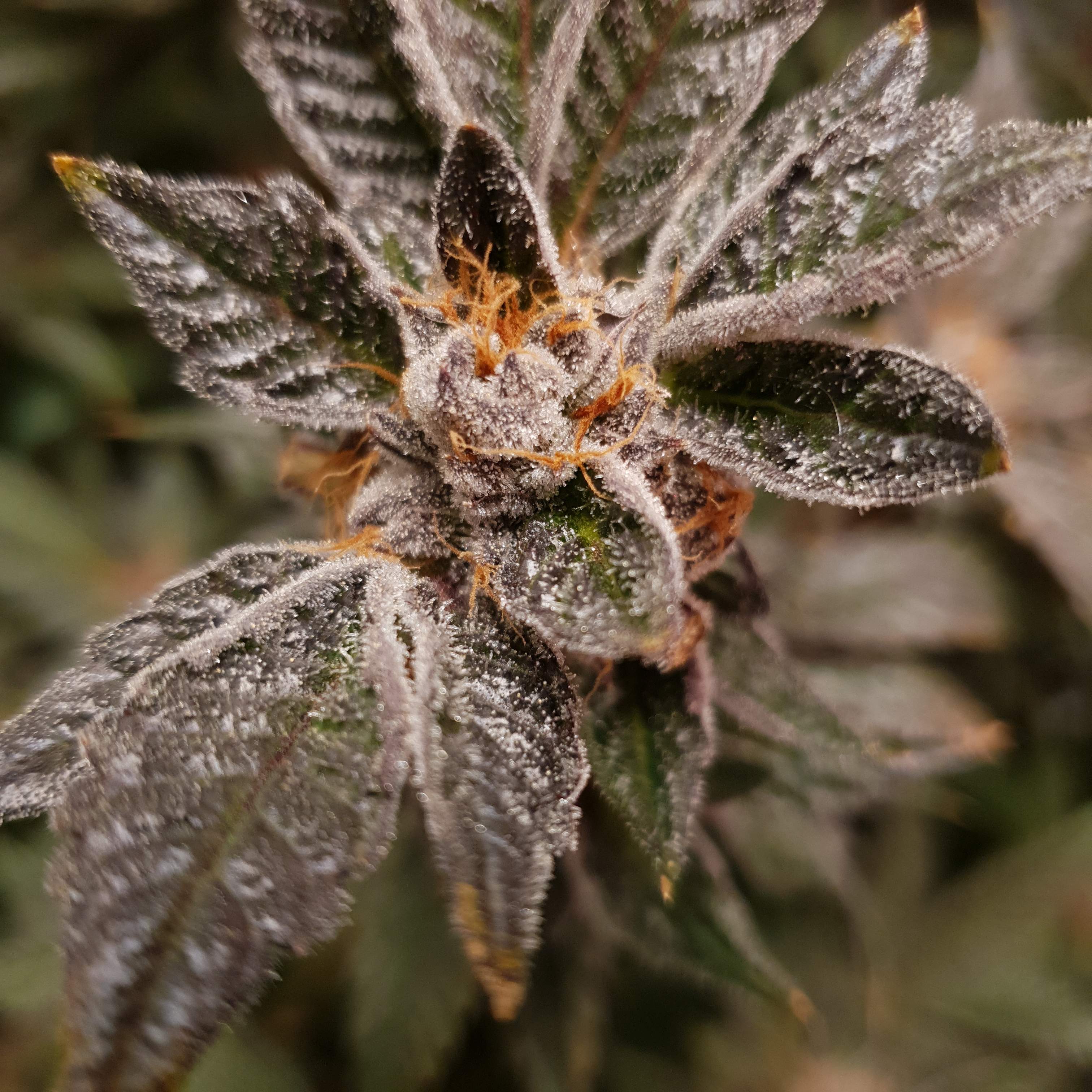 Ripper Seeds Animal Cookies x DoSiDos grow diary (journal) week15 by