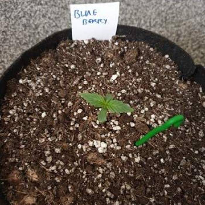 FREE SEED !. Week 1