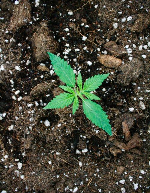 AA SK Bubbles. Week 0
