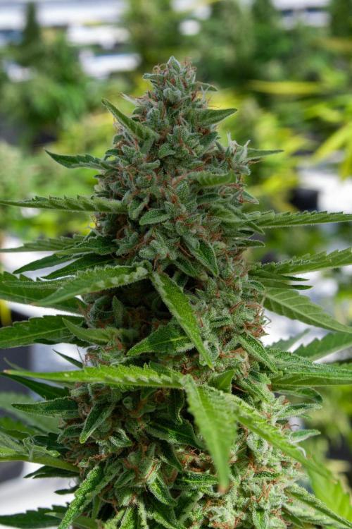 AA SK Bubbles. Week 5