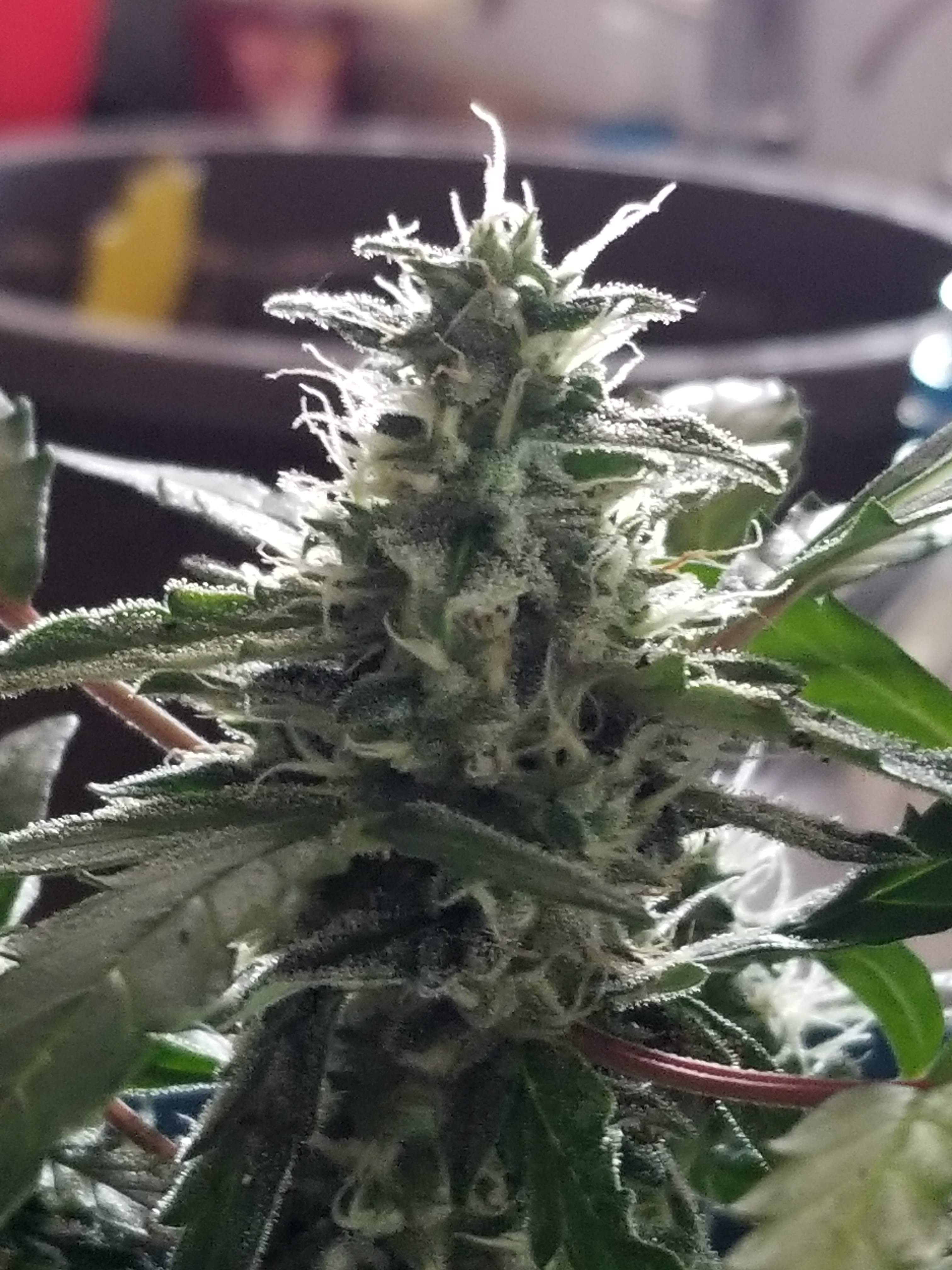 Seedsman Strawberry Cheesecake Auto, Seedsman Auto Lemon grow diary