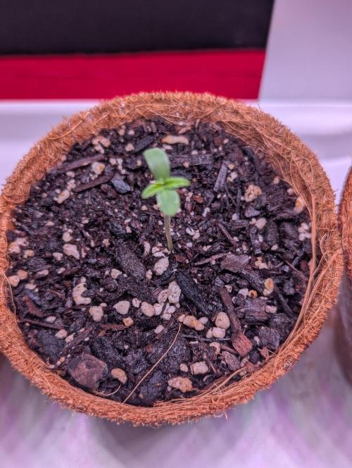 Spring '26 Auto Run. Week 0 - Day 4