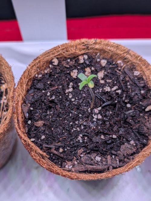 Spring '26 Auto Run. Week 0 - Day 4