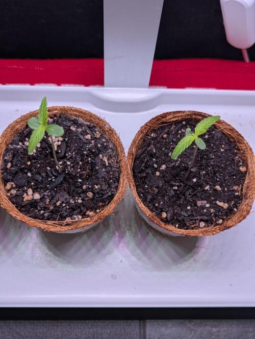 Spring '26 Auto Run. Week 0 - Day 7