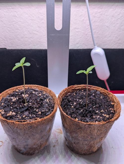 Spring '26 Auto Run. Week 0 - Day 7