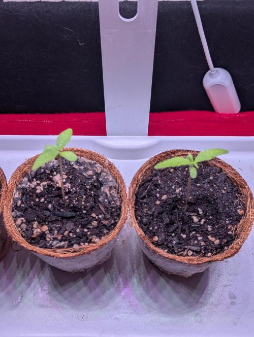 Spring '26 Auto Run. Week 2