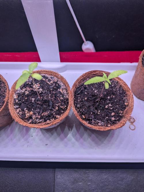 Spring '26 Auto Run. Week 2