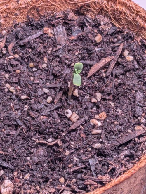 Spring '26 Auto Run. Week 2 - Super Skunk Day 5