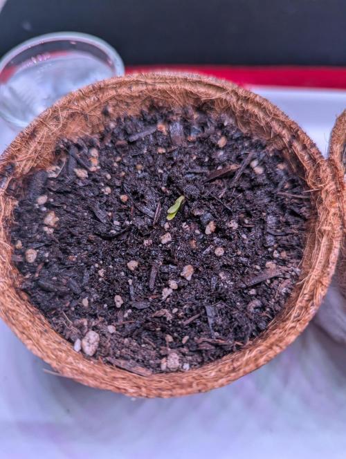 Spring '26 Auto Run. Week 2 - Super Skunk Day 1