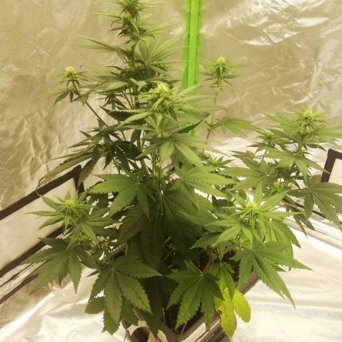 Purple Lemonade - The Basement Sessions . Week 5