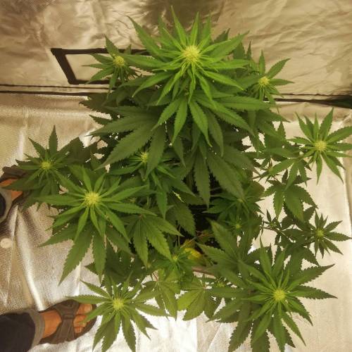 Purple Lemonade - The Basement Sessions . Week 5