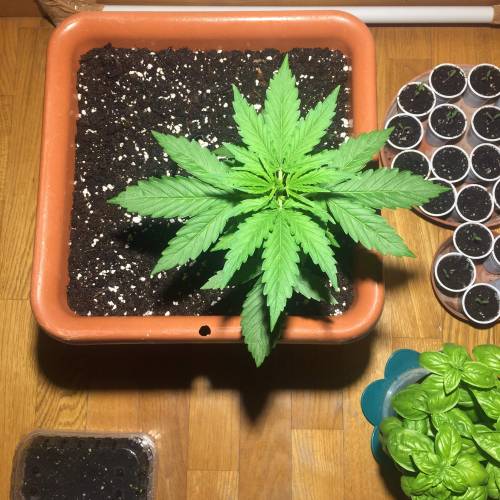 Royal cookies auto . Week 3