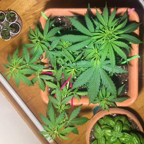 Royal cookies auto . Week 5