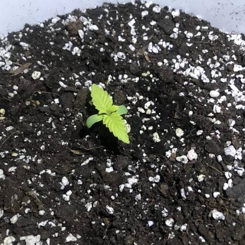 Black Cream Auto - First Grow ever!. Week 1 - day 5