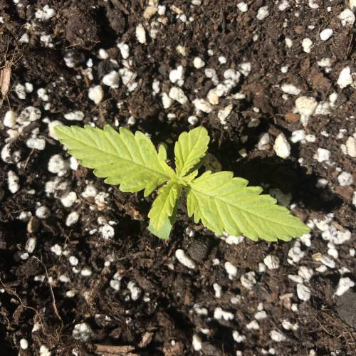 Black Cream Auto - First Grow ever!. Week 1 - Day 6