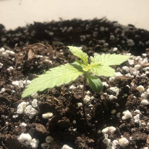 Black Cream Auto - First Grow ever!. Week 2
