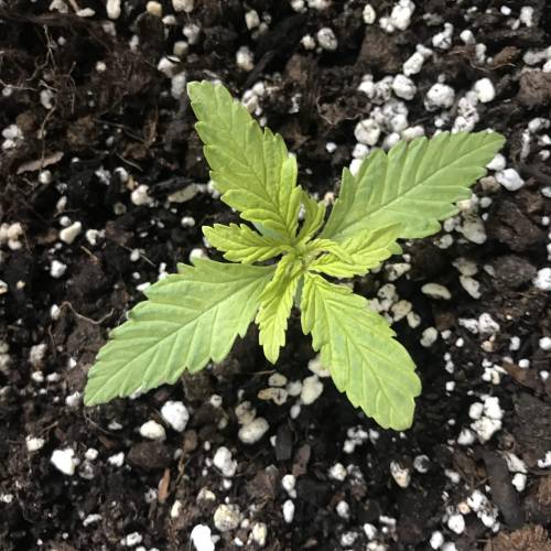 Black Cream Auto - First Grow ever!. Week 2
