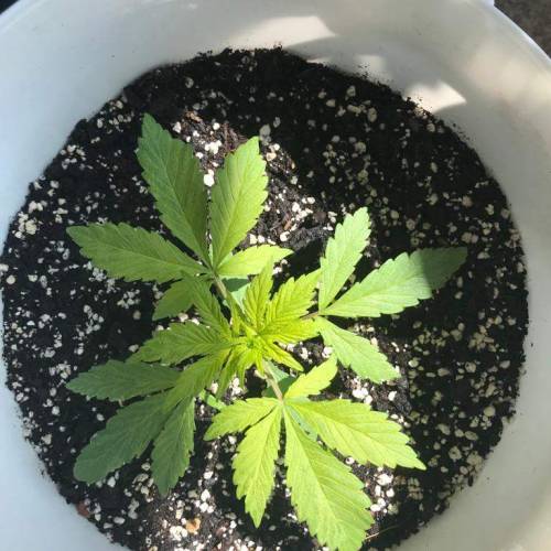 Black Cream Auto - First Grow ever!. Week 3
