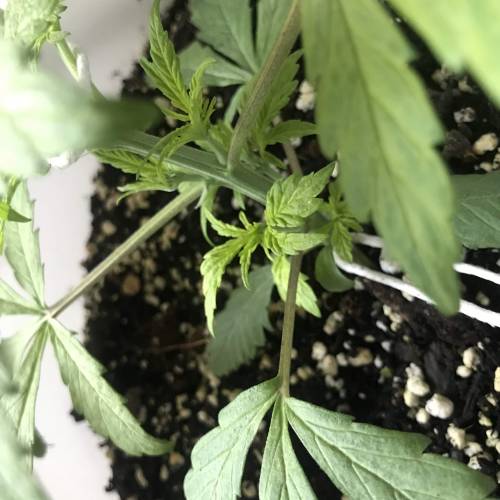 Black Cream Auto - First Grow ever!. Week 3