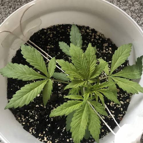 Black Cream Auto - First Grow ever!. Week 3