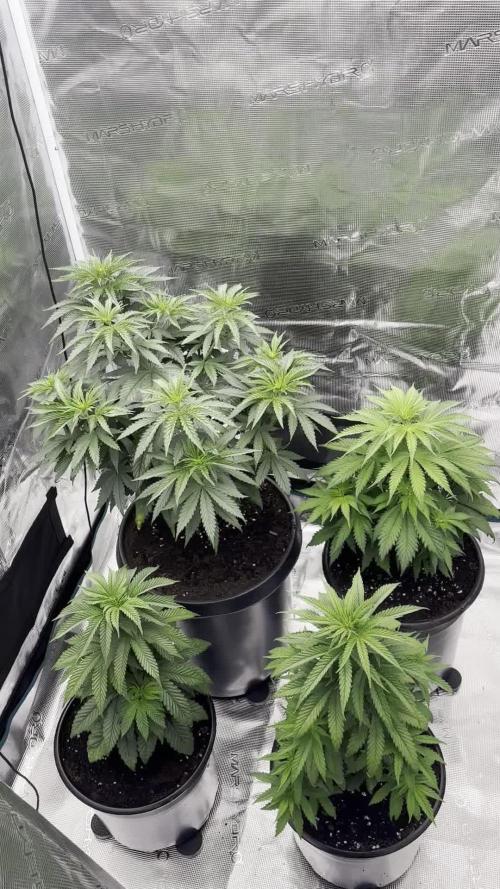 Purple Ghost Candy