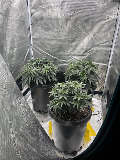 Diary Name. Week 8