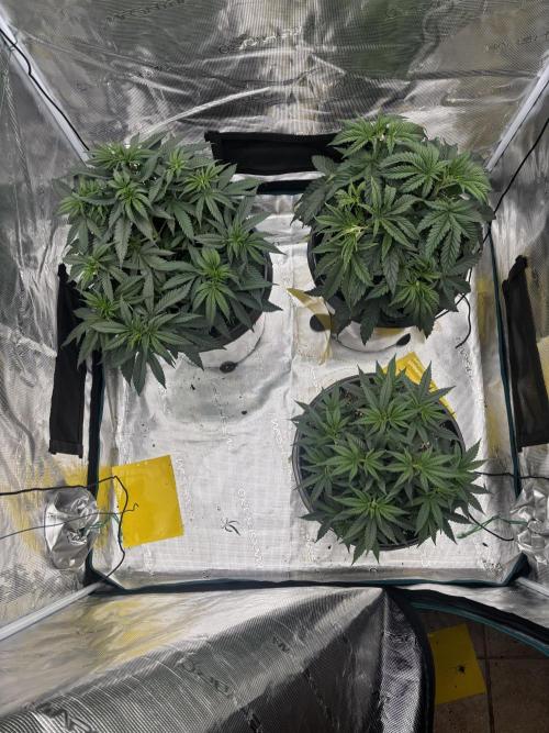 Diary Name. Week 8