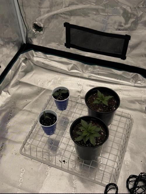 Diary Name. Week 8