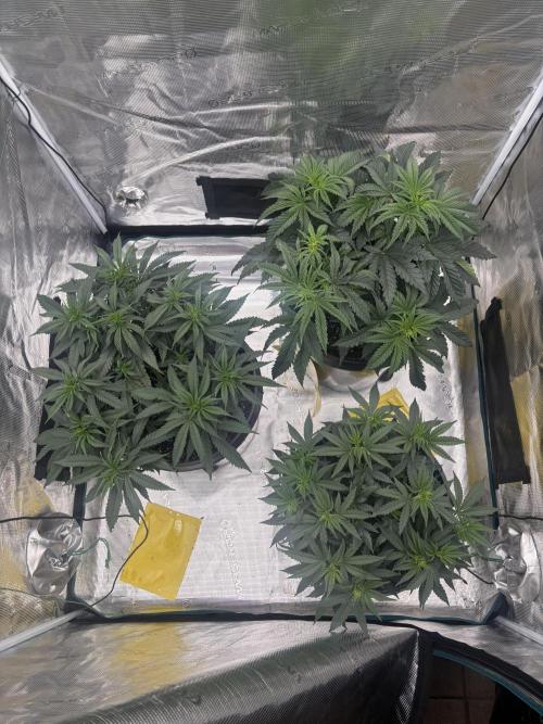 Diary Name. Week 9
